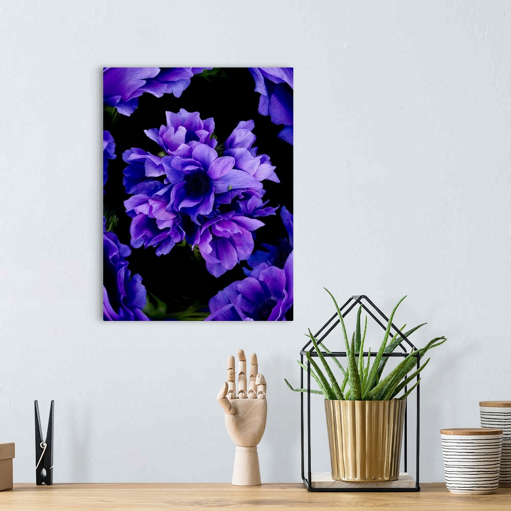 A bohemian room featuring Purple flowers on black background (Digital Composite)