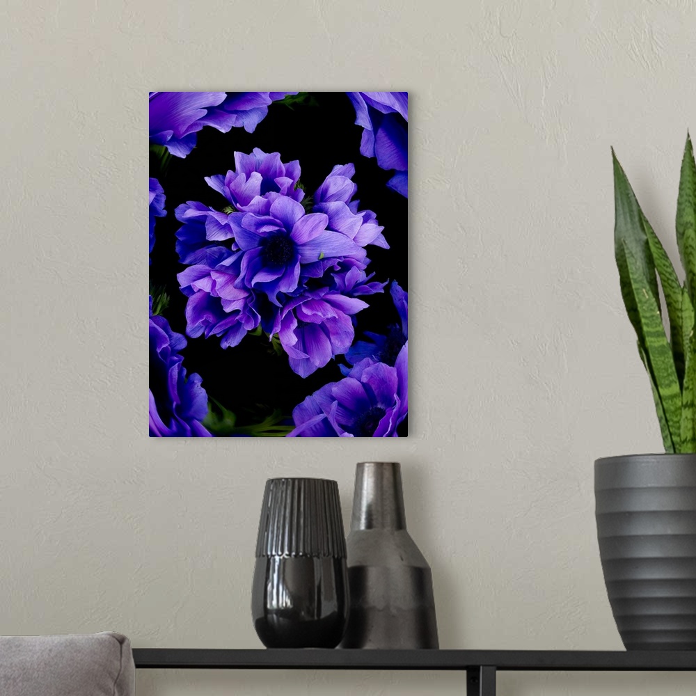 A modern room featuring Purple flowers on black background (Digital Composite)