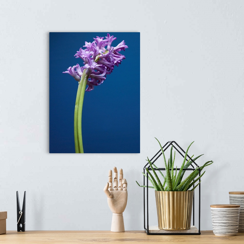 A bohemian room featuring Purple Hyacinth