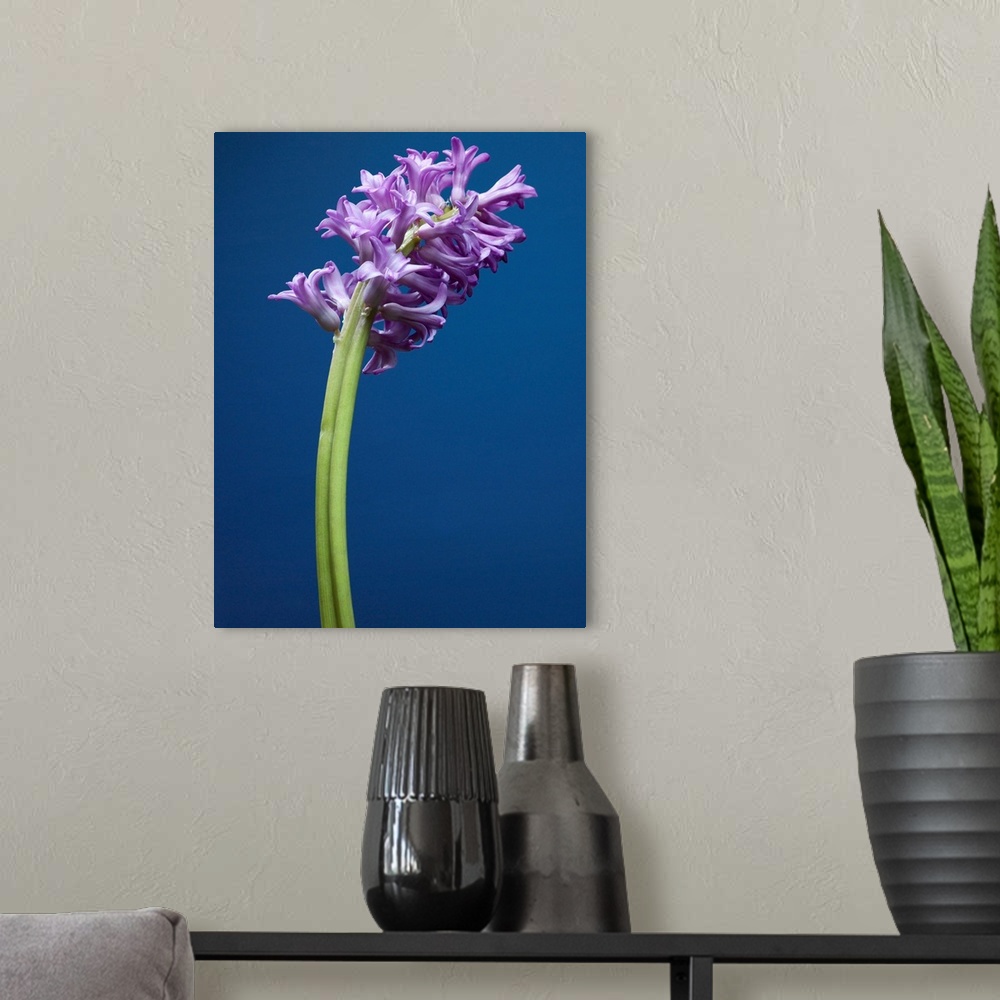 A modern room featuring Purple Hyacinth