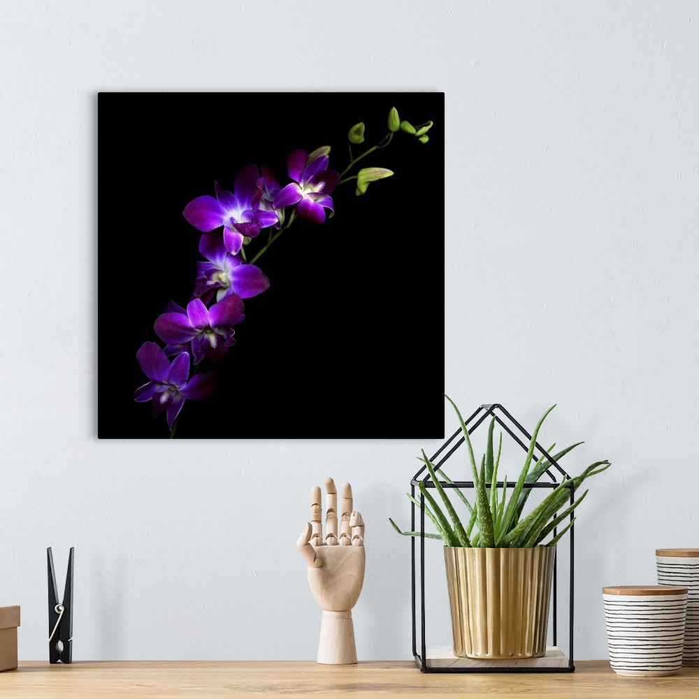 A bohemian room featuring Purple orchids with green buds on black background.