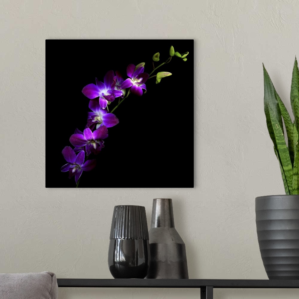 A modern room featuring Purple orchids with green buds on black background.