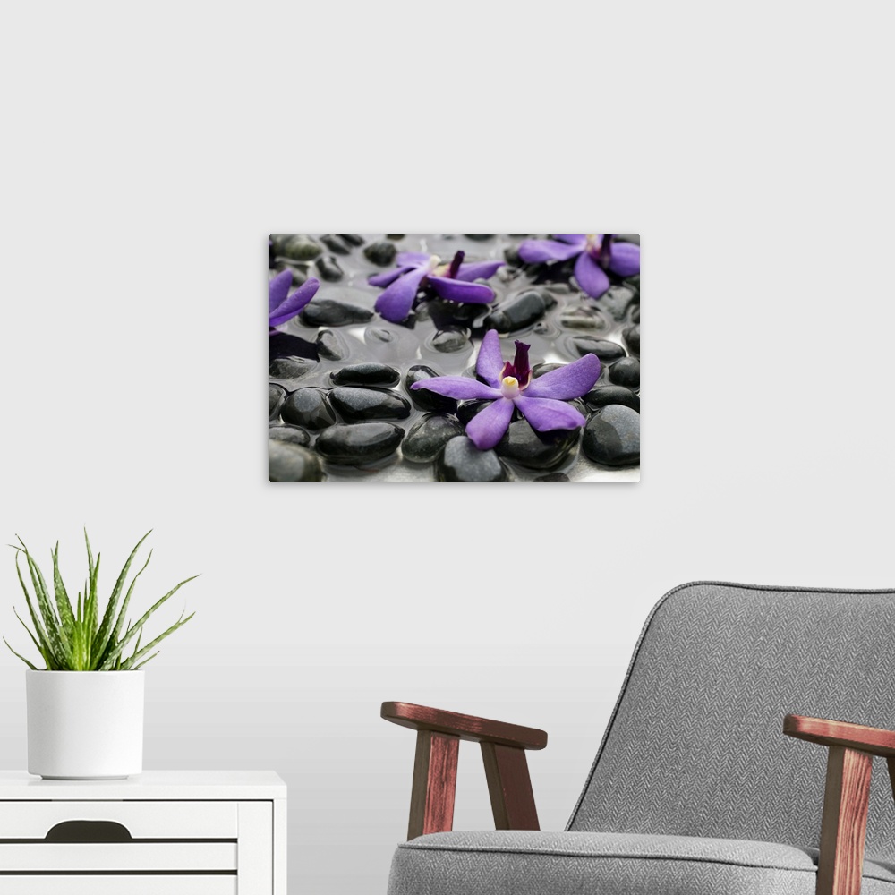 A modern room featuring Purple orchids on wet rocks
