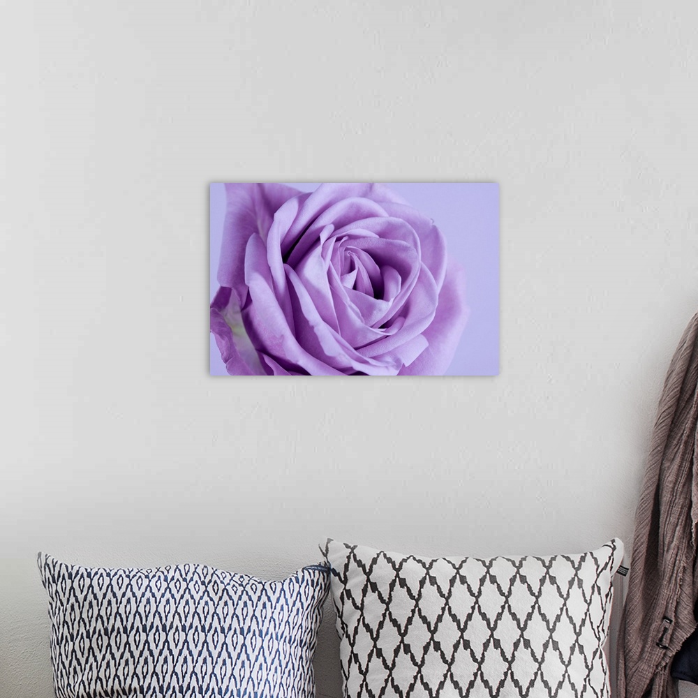 A bohemian room featuring Purple rose