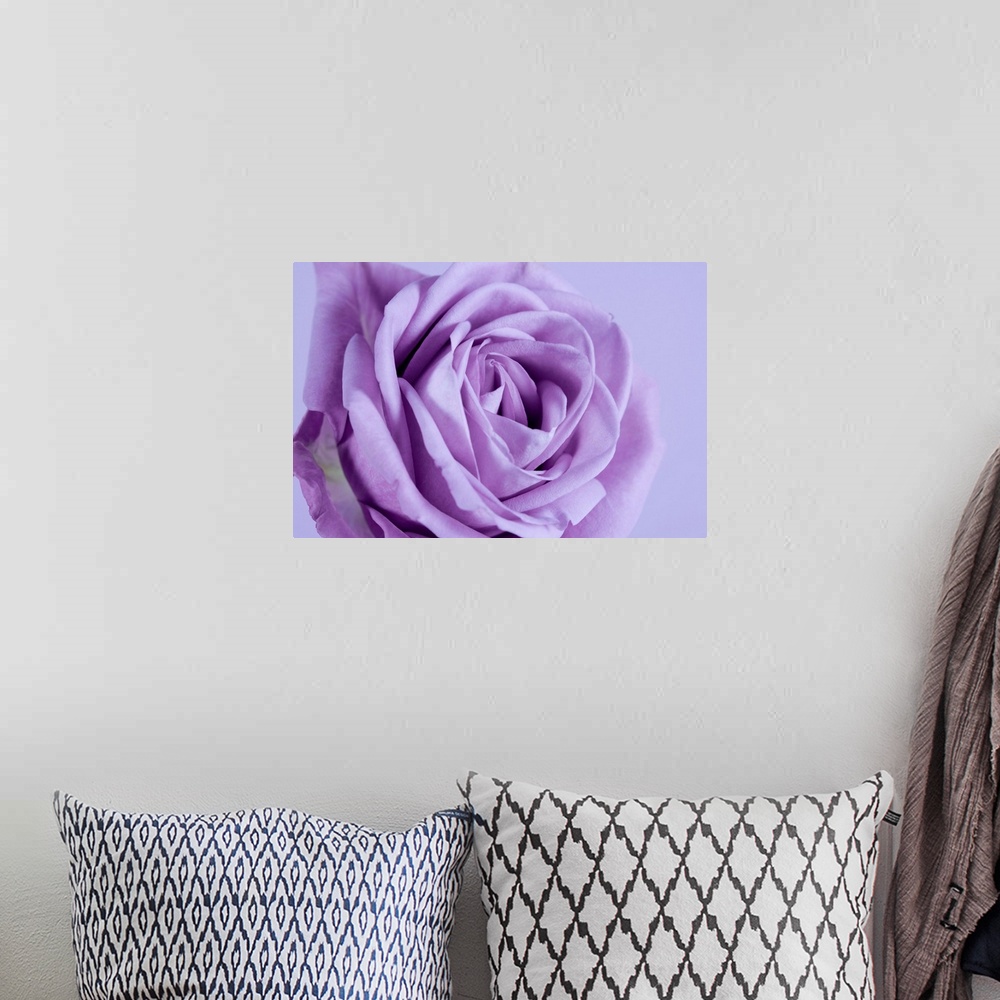 A bohemian room featuring Purple rose