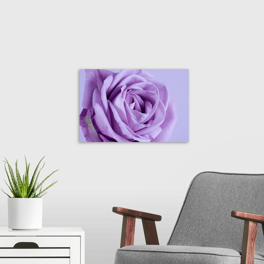 A modern room featuring Purple rose