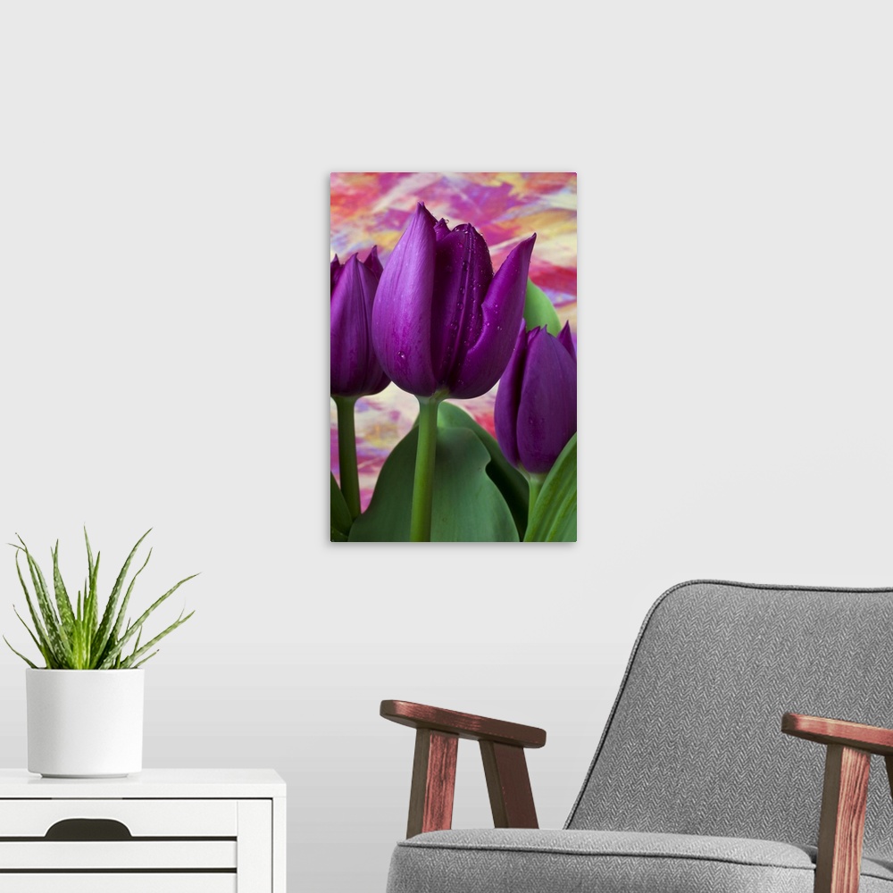 A modern room featuring Purple tulips
