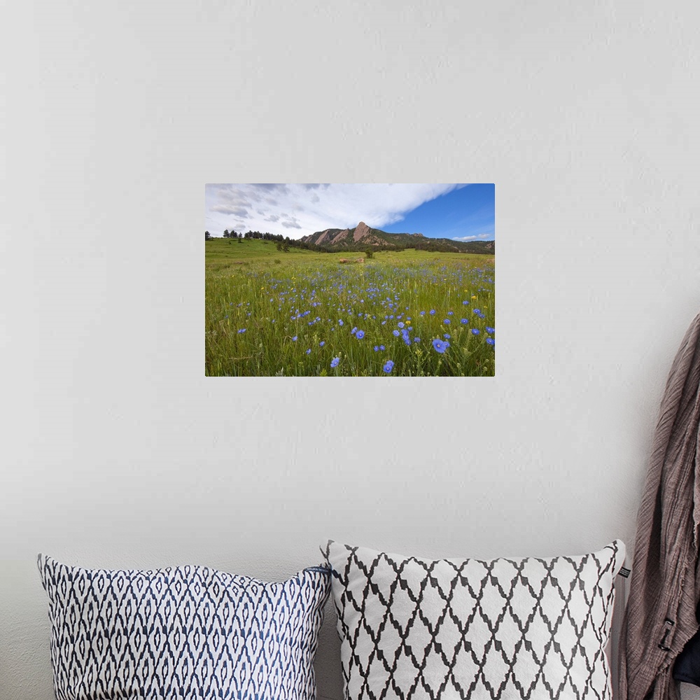A bohemian room featuring Purple wildflowers in Boulder, Colorado with mountains in background.