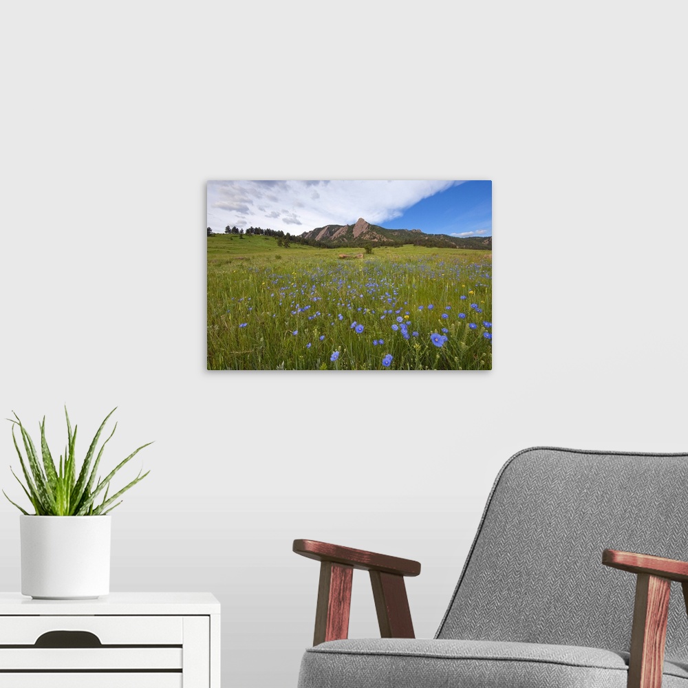 A modern room featuring Purple wildflowers in Boulder, Colorado with mountains in background.
