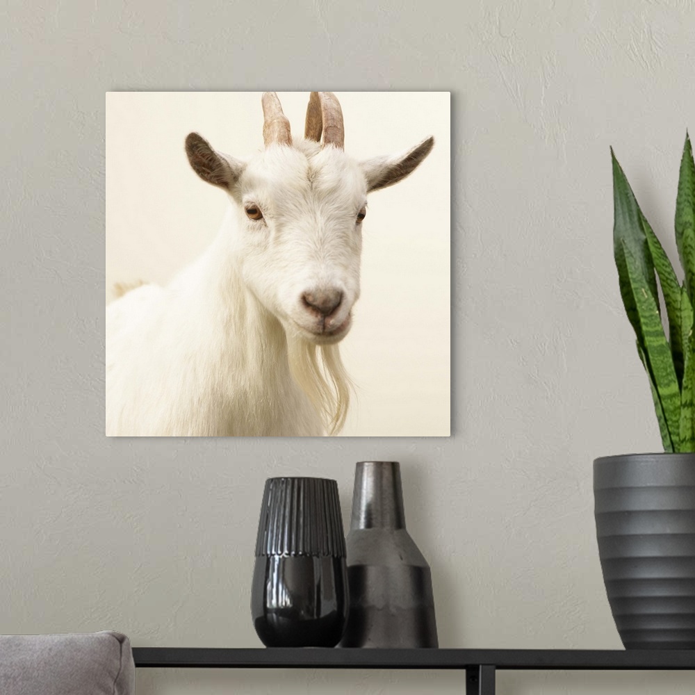 A modern room featuring Pygmy Goat, Washington, USA