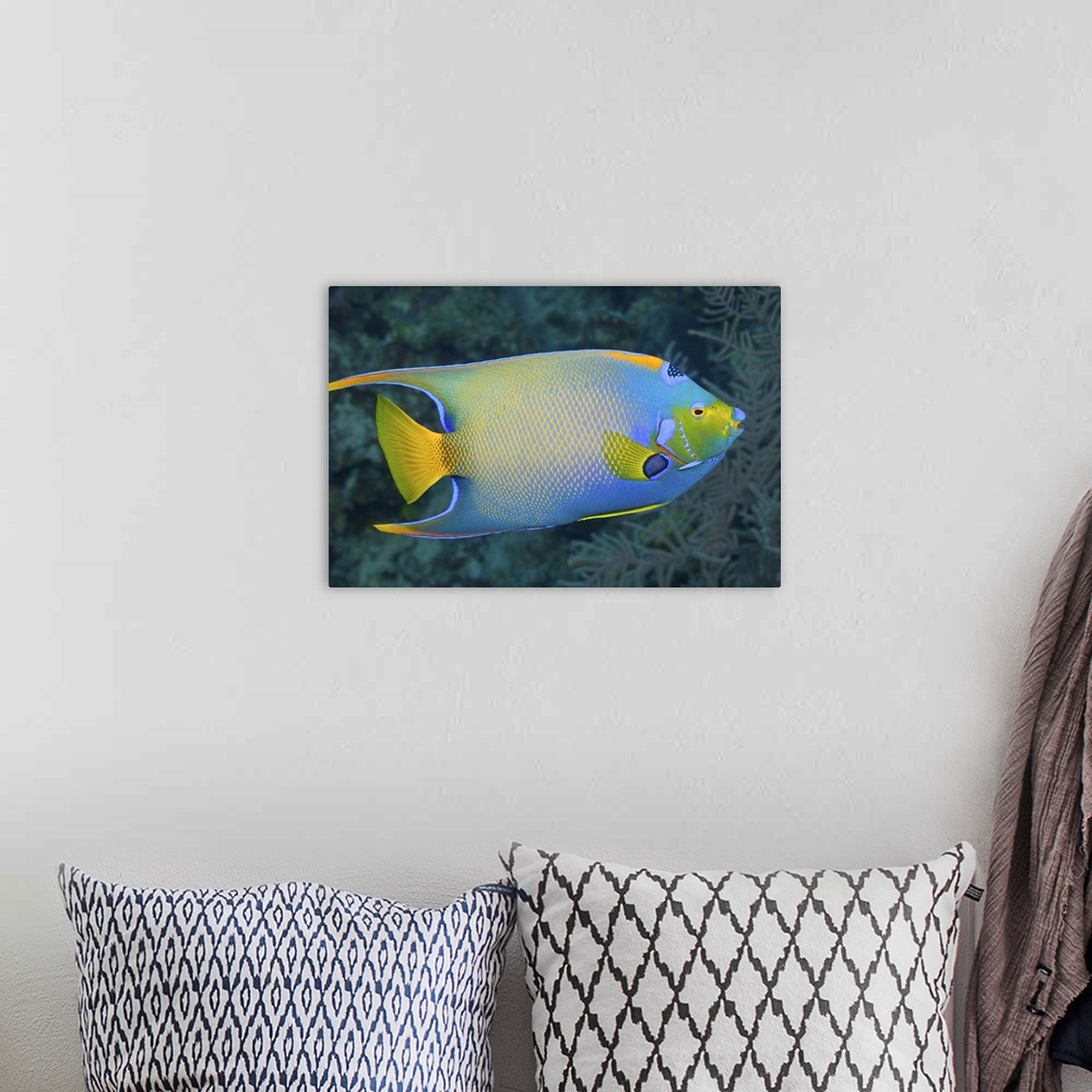 A bohemian room featuring Underwater Life; FISH:  Queen Angelfish (Holacanthus ciliaris) swimming over a tropical coral ree...