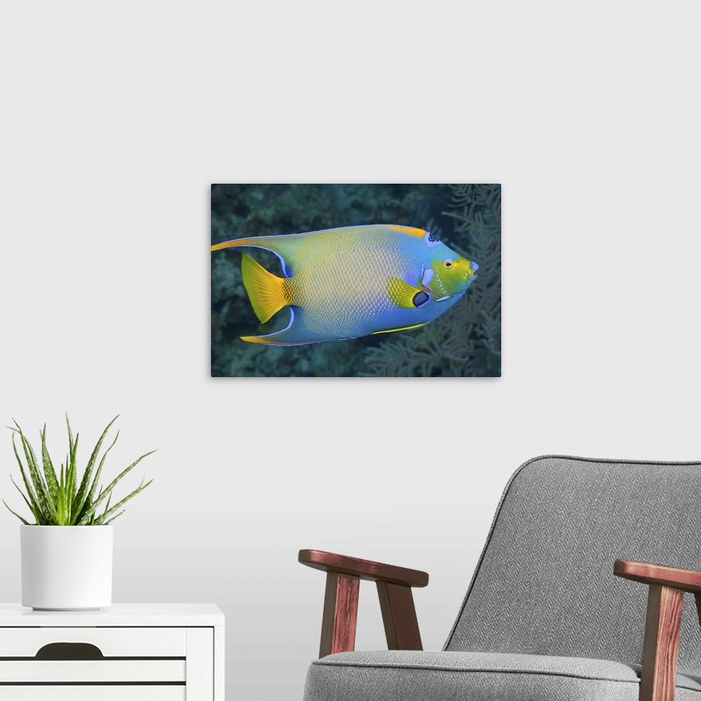 A modern room featuring Underwater Life; FISH:  Queen Angelfish (Holacanthus ciliaris) swimming over a tropical coral ree...