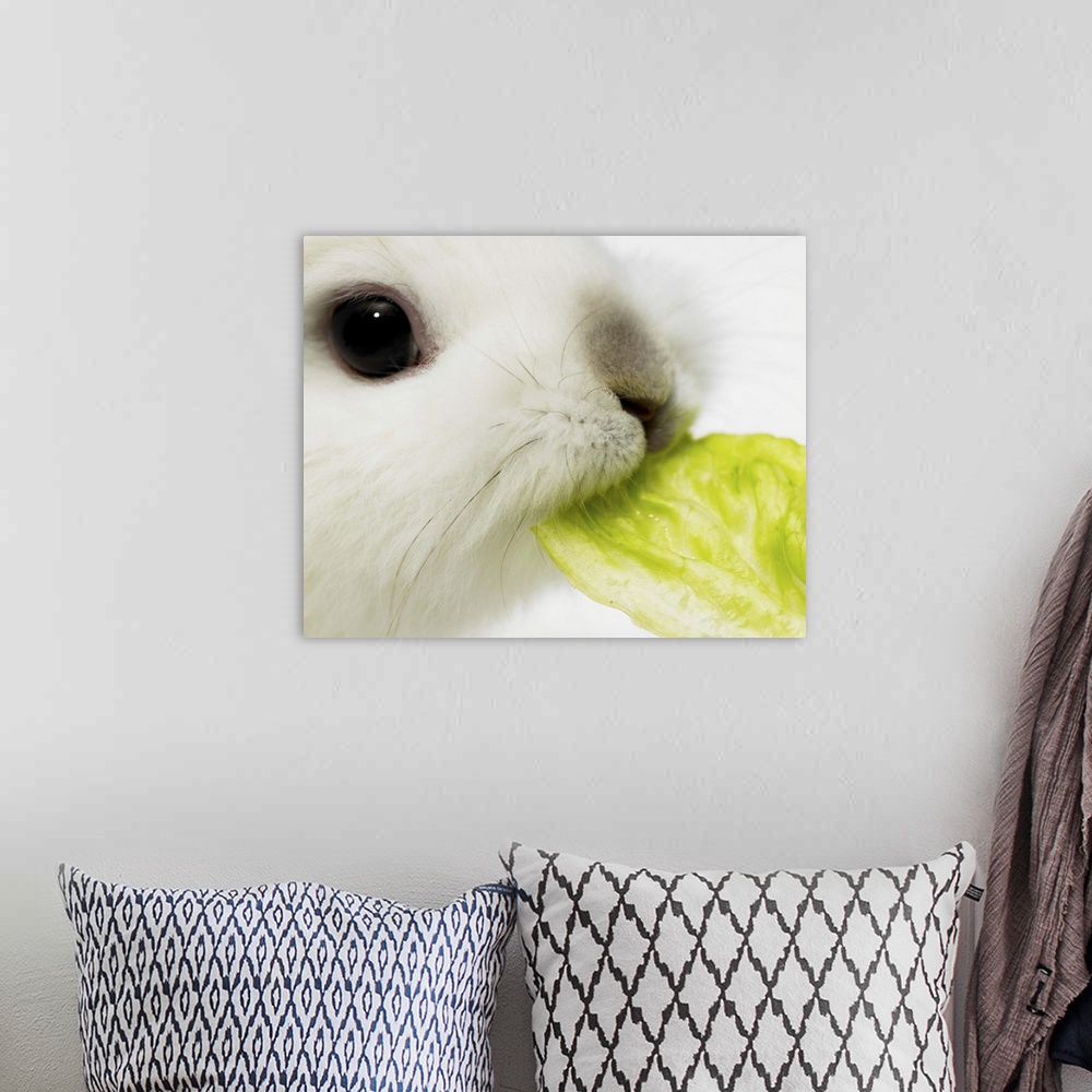 A bohemian room featuring Rabbit nibbling lettuce leaf, close-up