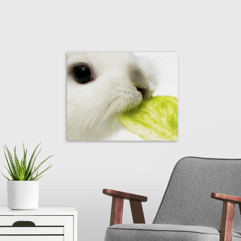 A modern room featuring Rabbit nibbling lettuce leaf, close-up