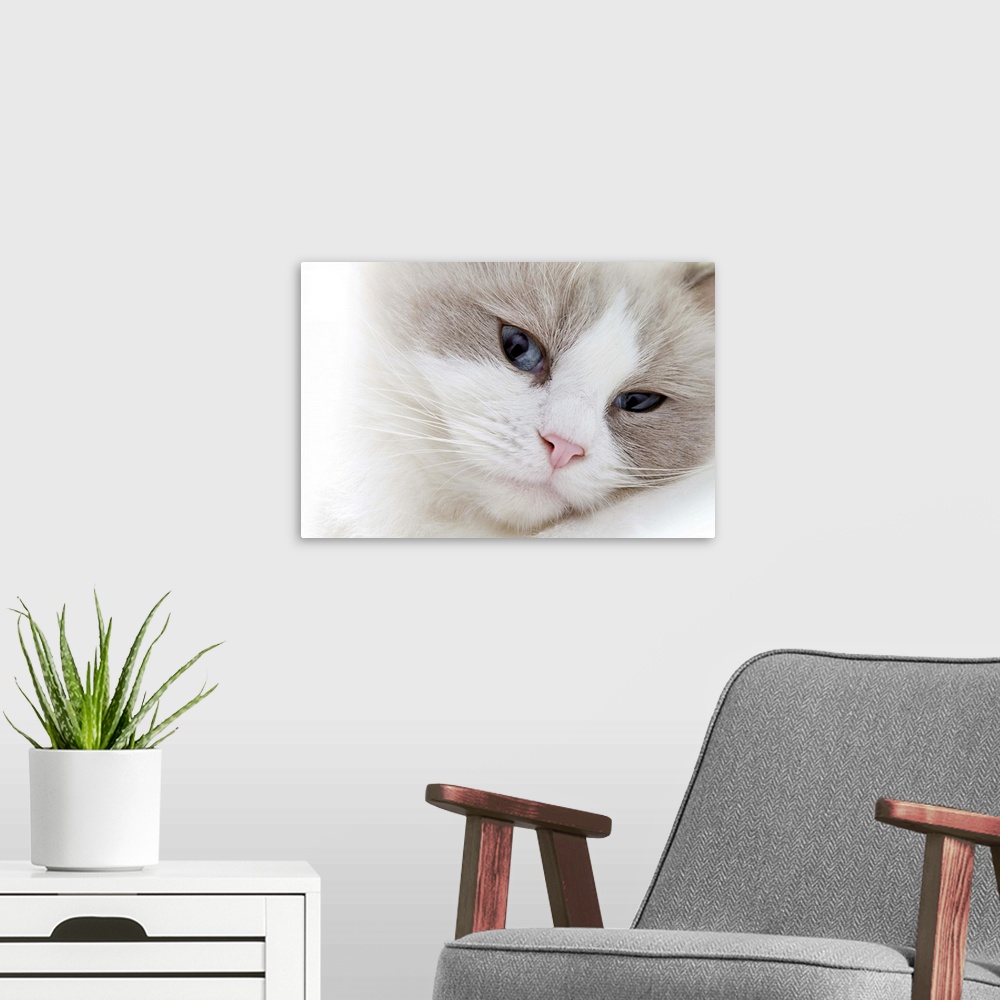 A modern room featuring Ragdoll cat