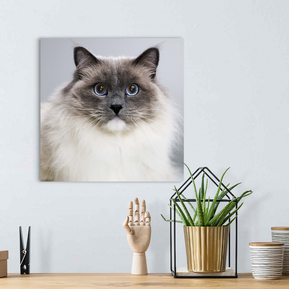 A bohemian room featuring Ragdoll cat, close-up, portrait