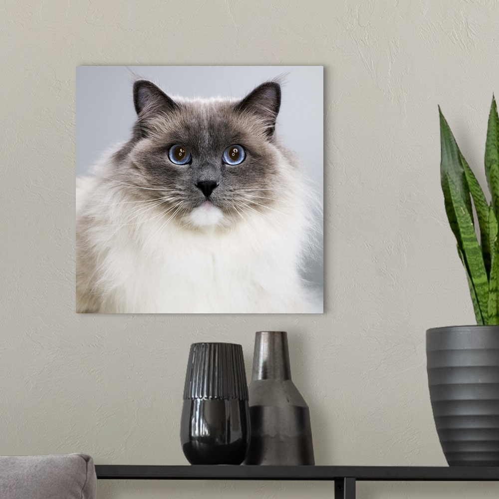 A modern room featuring Ragdoll cat, close-up, portrait