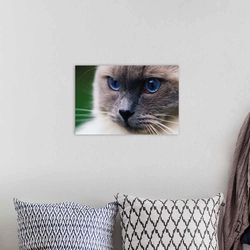 A bohemian room featuring Ragdoll Cat With Bright Blue Eyes