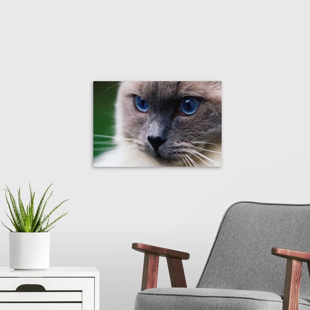 A modern room featuring Ragdoll Cat With Bright Blue Eyes