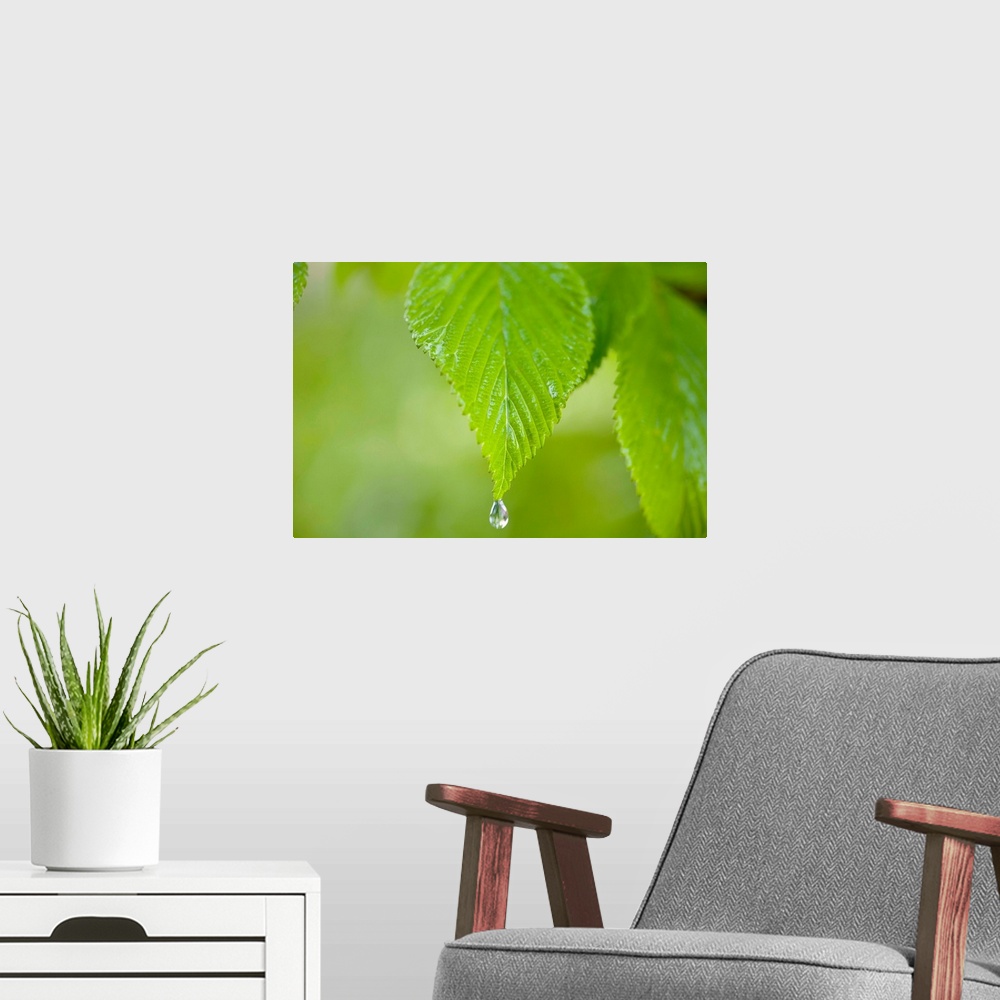 A modern room featuring Rain Drop On A Leaf