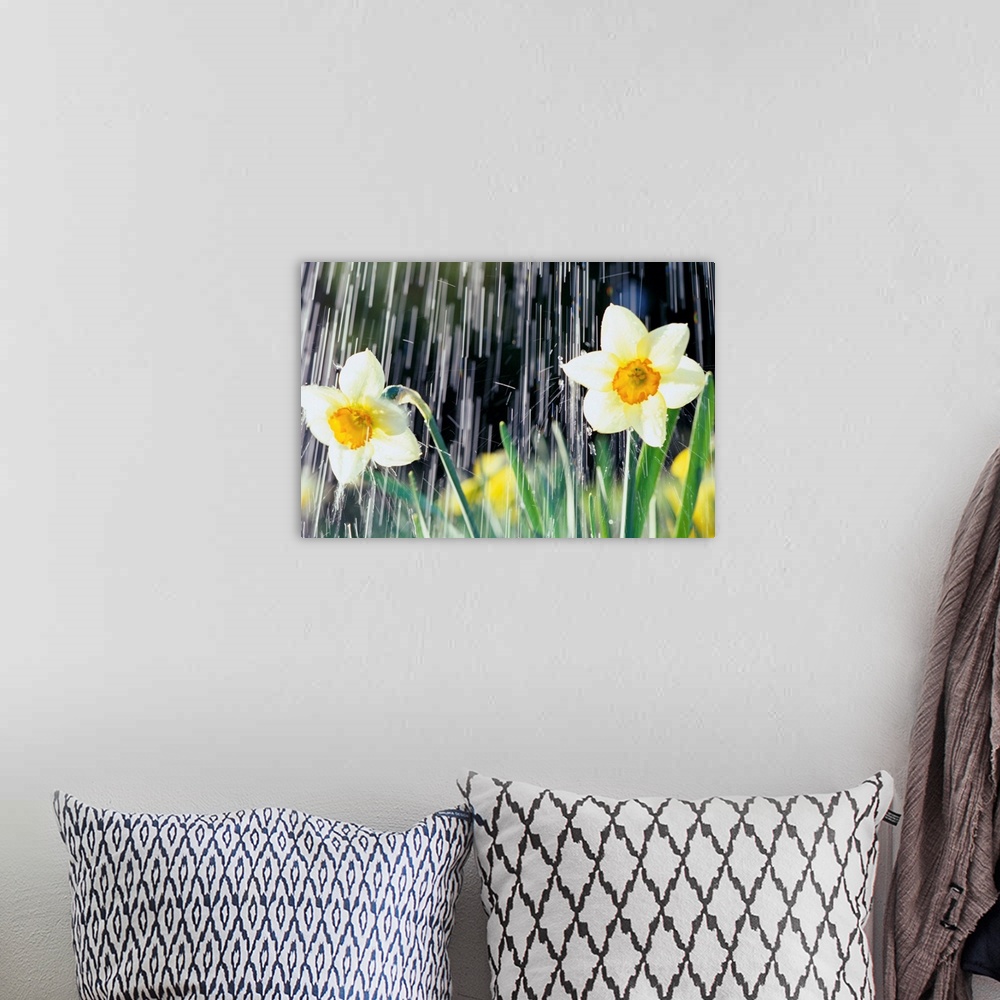 A bohemian room featuring Rain Falling On Daffodils