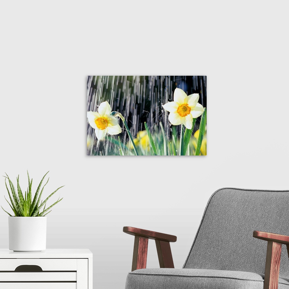 A modern room featuring Rain Falling On Daffodils