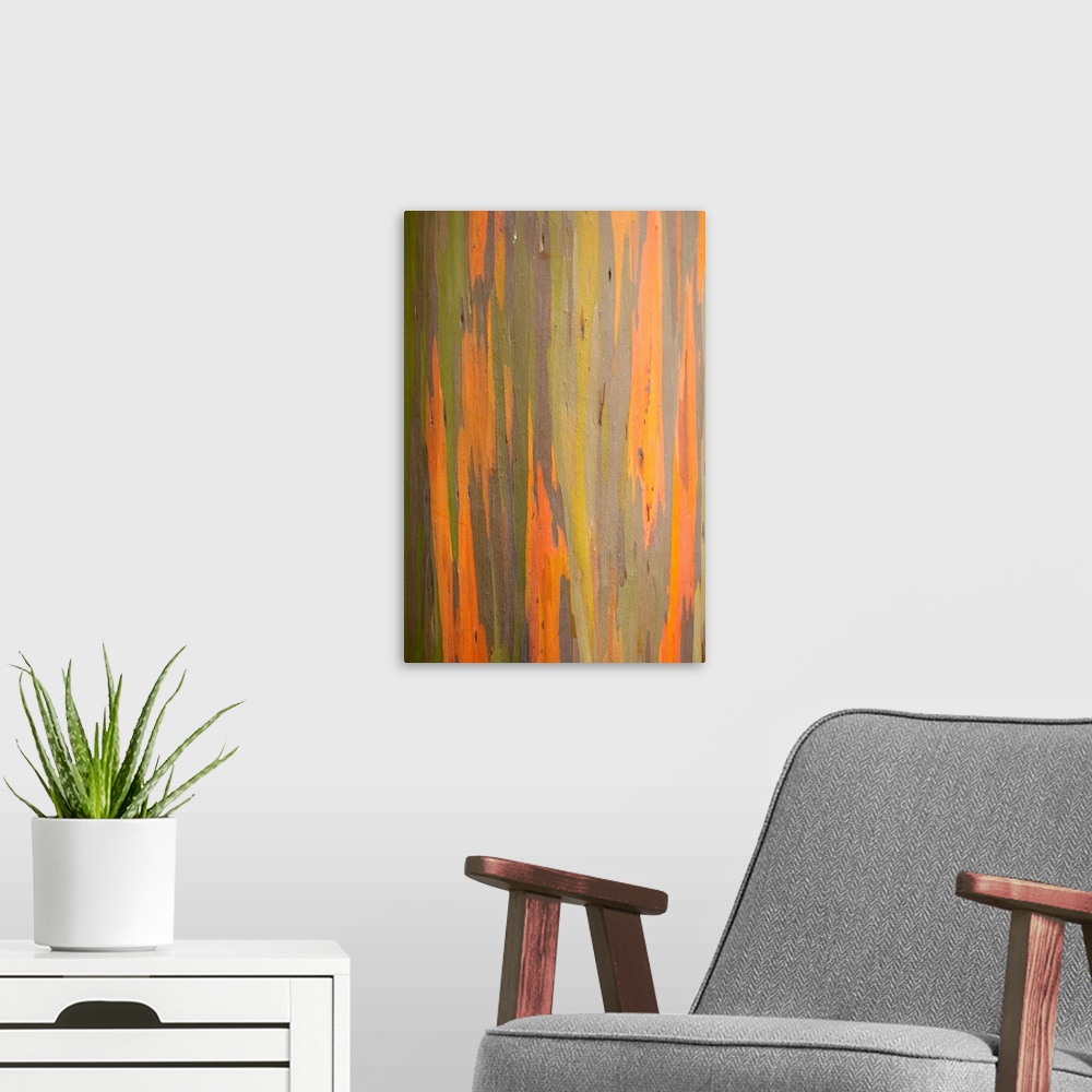 A modern room featuring Rainbow Eucalyptus Tree Bark