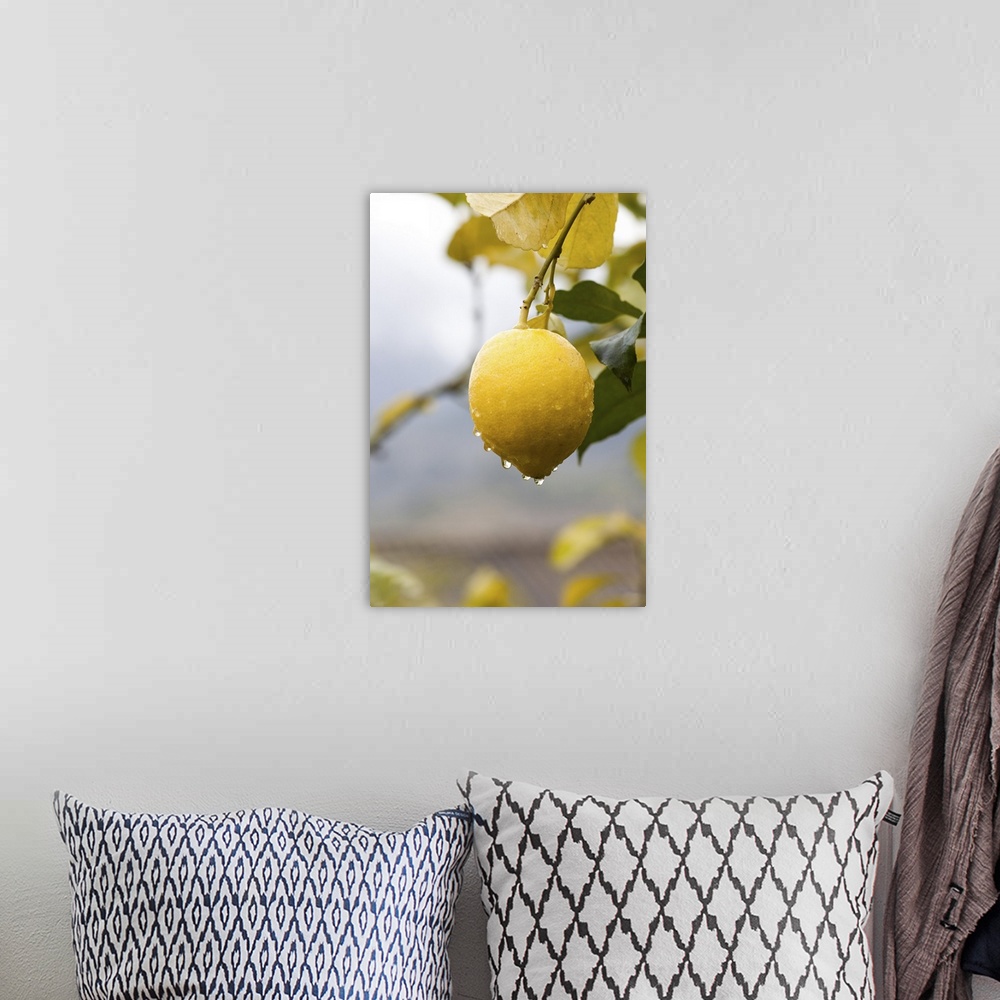 A bohemian room featuring Raindrops dripping from lemons on tree in valley of Soller, Mallorca, Spain.