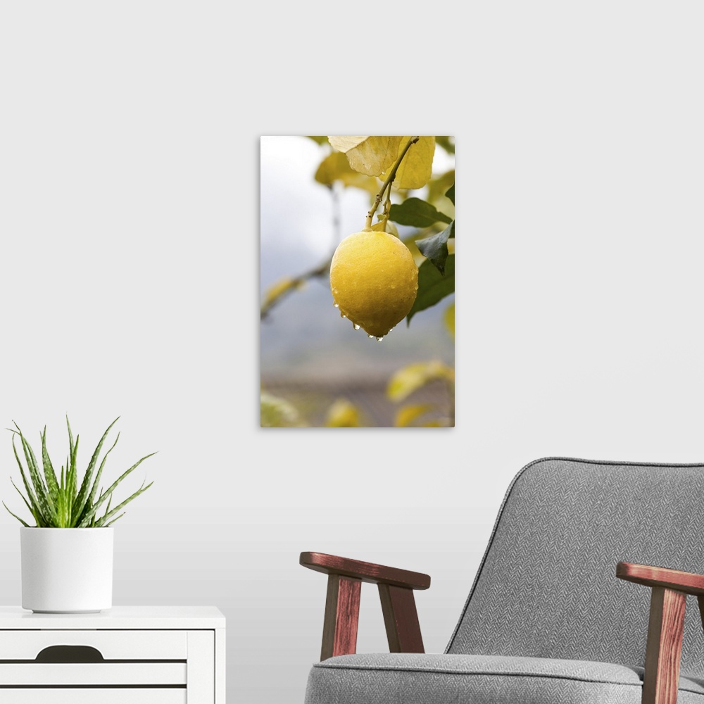 A modern room featuring Raindrops dripping from lemons on tree in valley of Soller, Mallorca, Spain.
