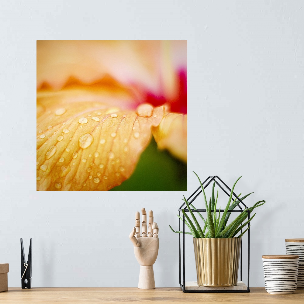 A bohemian room featuring Droplets of water are photographed closely on a flower petal.