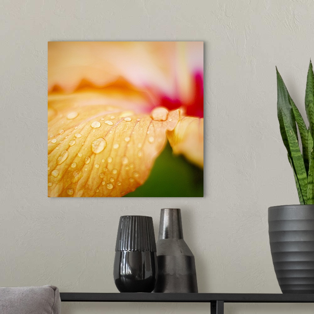A modern room featuring Droplets of water are photographed closely on a flower petal.