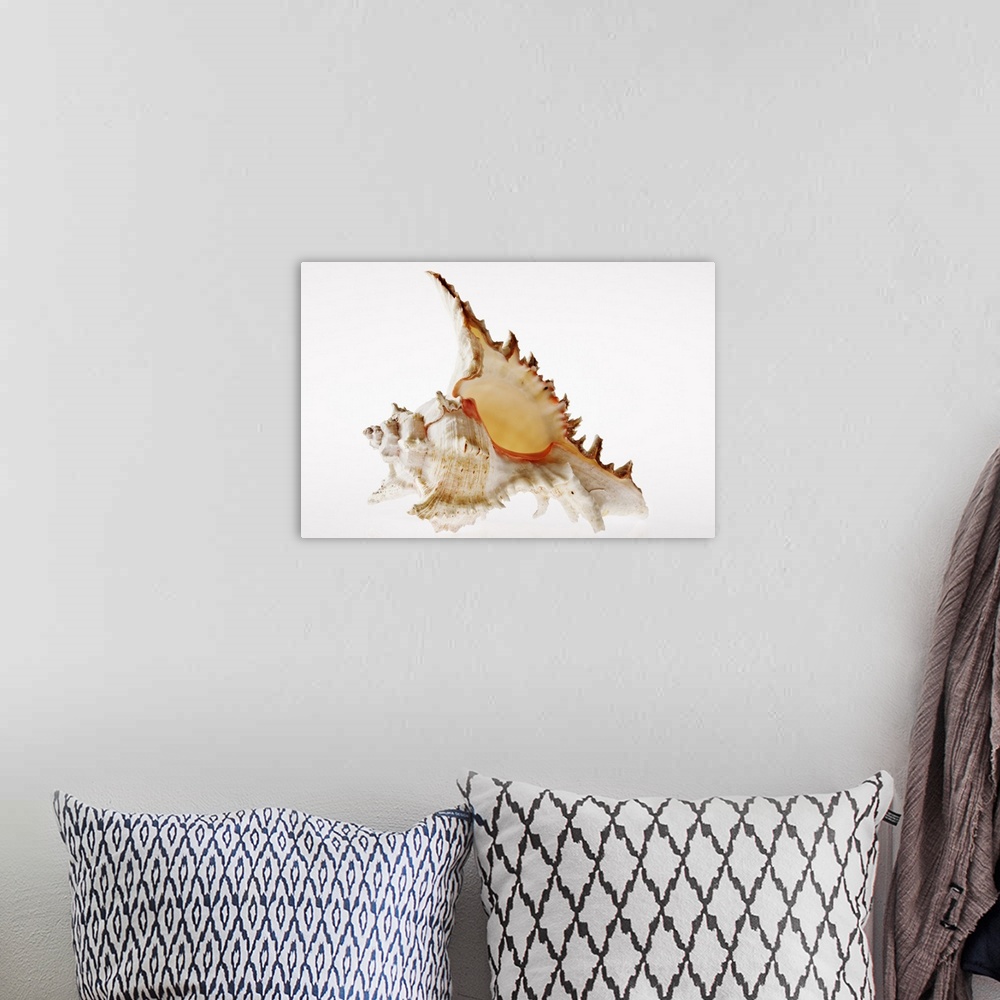 A bohemian room featuring Ramose Murex (Chicoreus ramosus) shell against white background. Indo-West Pacific, Red Sea.