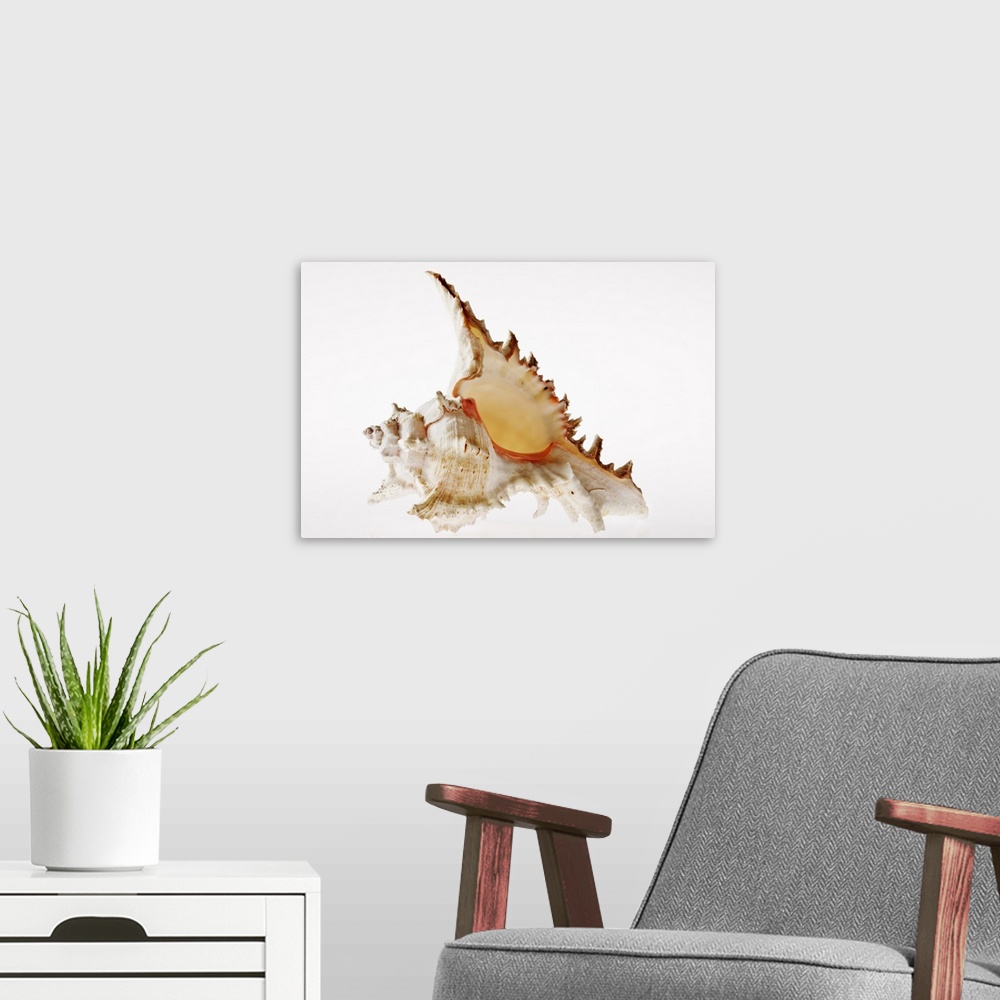A modern room featuring Ramose Murex (Chicoreus ramosus) shell against white background. Indo-West Pacific, Red Sea.