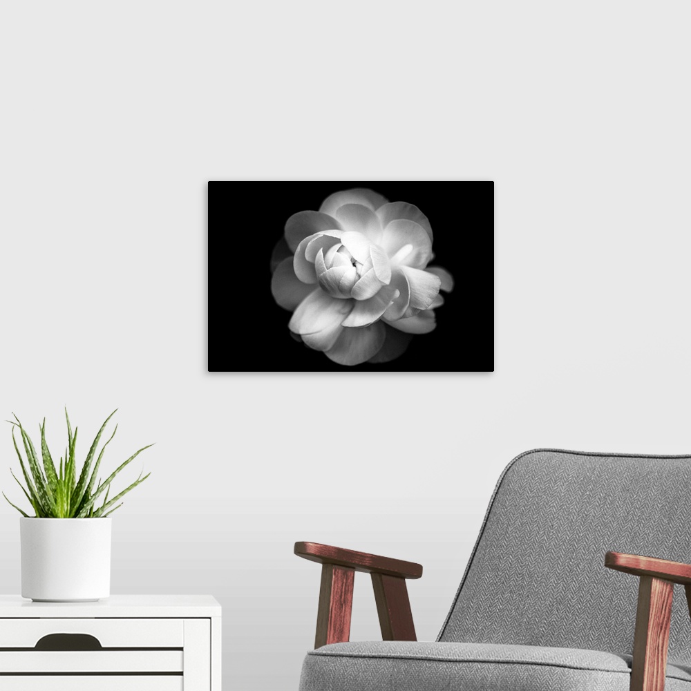 A modern room featuring Ranunculus flower in black and white.