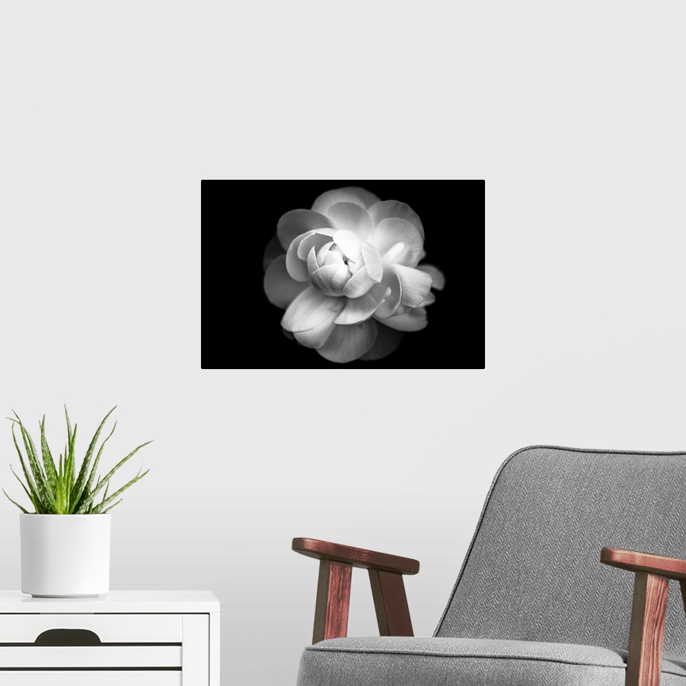 A modern room featuring Ranunculus flower in black and white.
