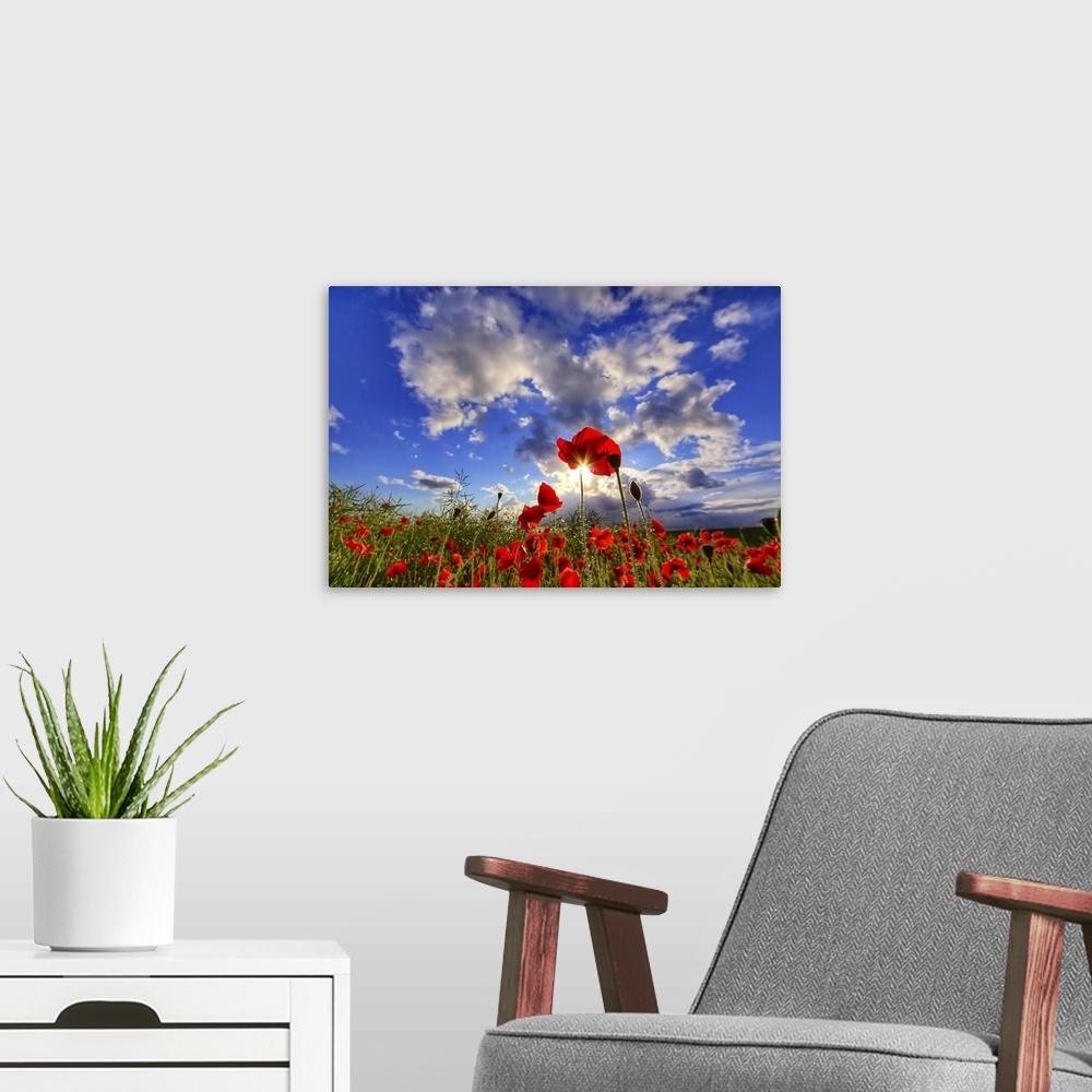 A modern room featuring Poppy flowers against cloudy sky with sun.