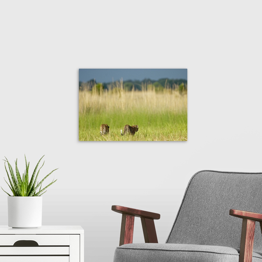 A modern room featuring Rear view of Leopard (Panthera pardus) and cub walking into the reeds. Okavango Delta, Botswana.