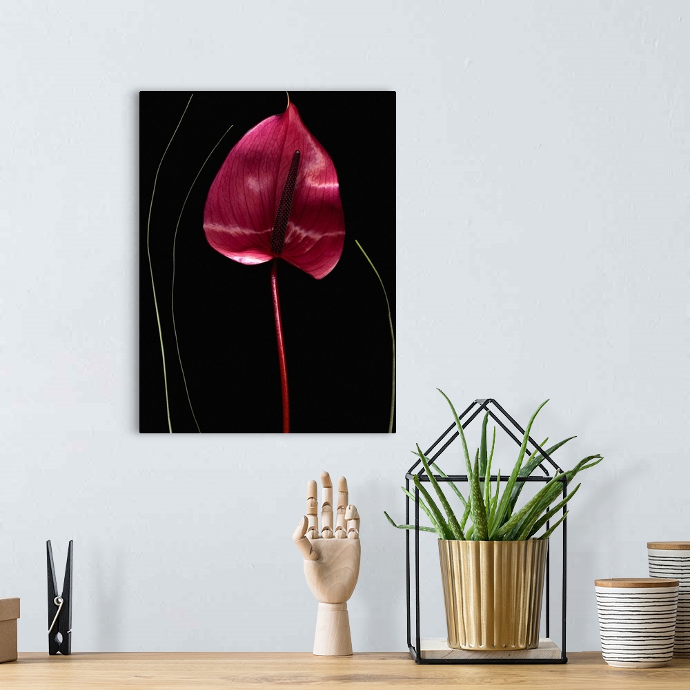 A bohemian room featuring Anthurium  ( Araceae sp.) with a black background