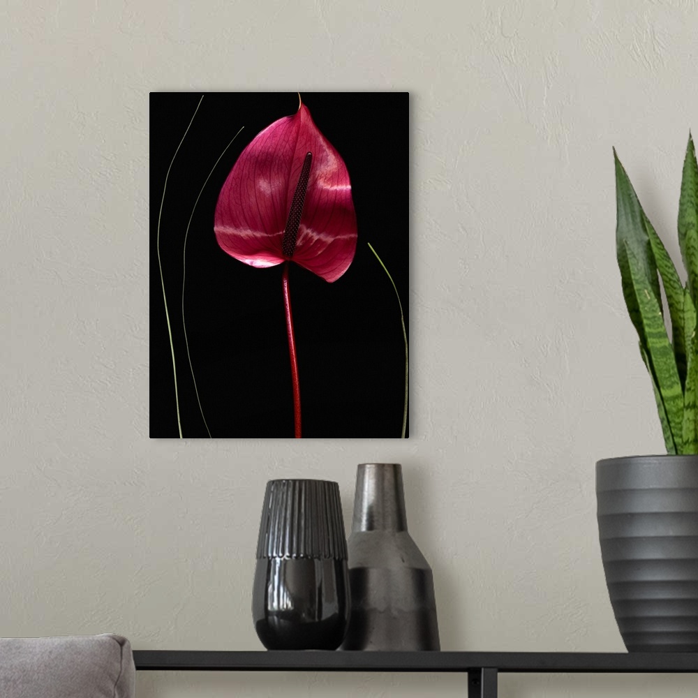 A modern room featuring Anthurium  ( Araceae sp.) with a black background