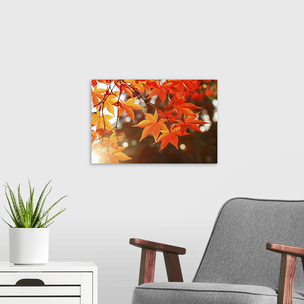 A modern room featuring Red Autumn Maple leaves