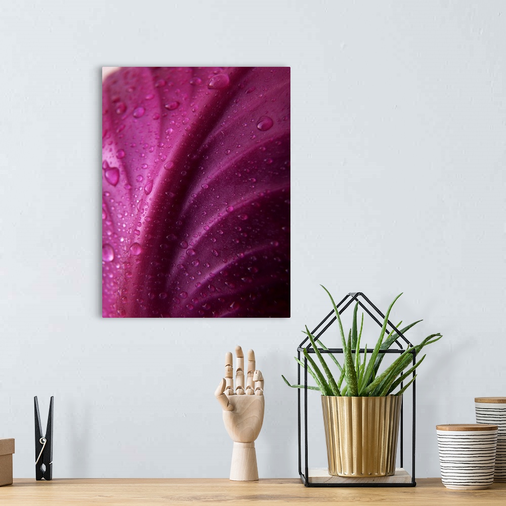 A bohemian room featuring Red Cabbage Leaf with Water Droplets