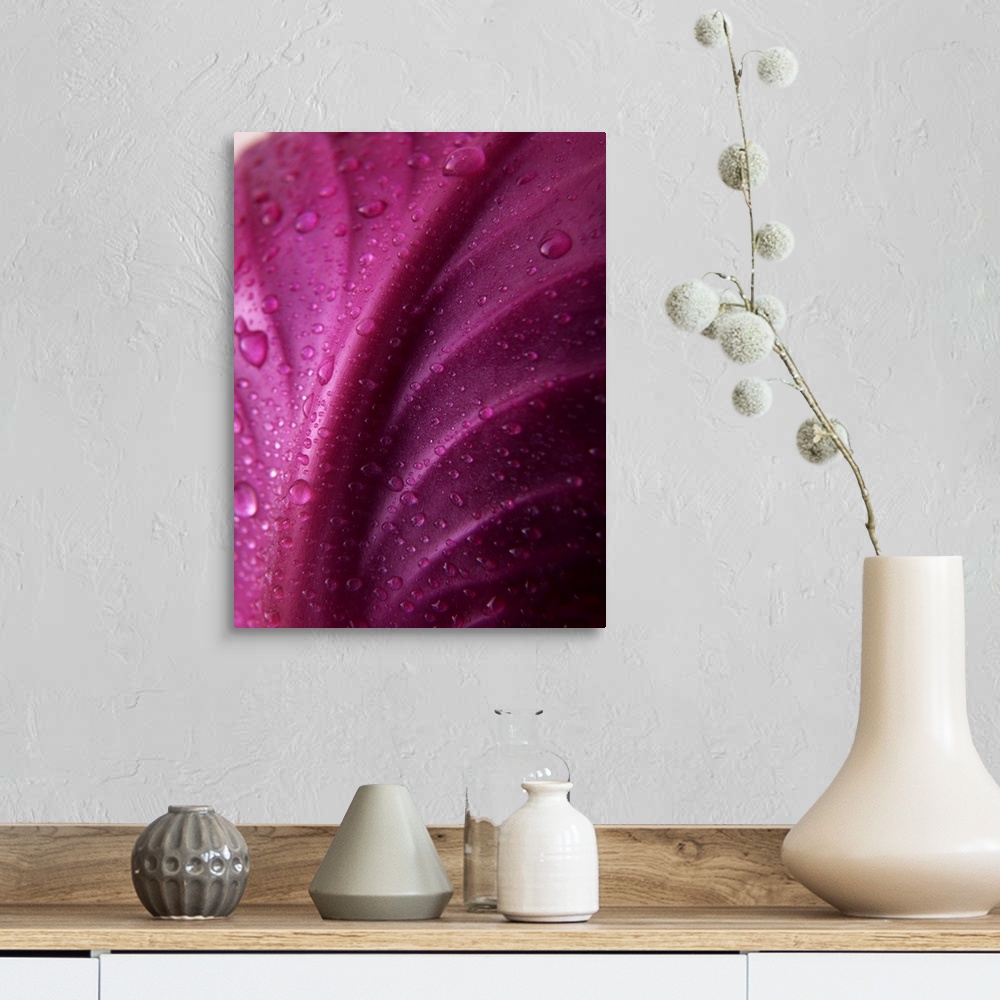 A farmhouse room featuring Red Cabbage Leaf with Water Droplets