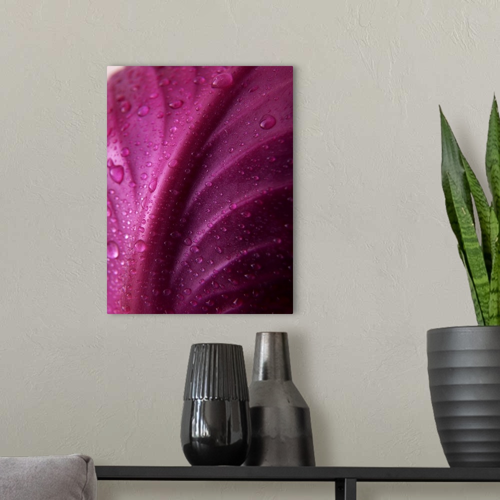 A modern room featuring Red Cabbage Leaf with Water Droplets