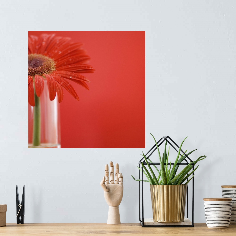 A bohemian room featuring Red daisy in vase