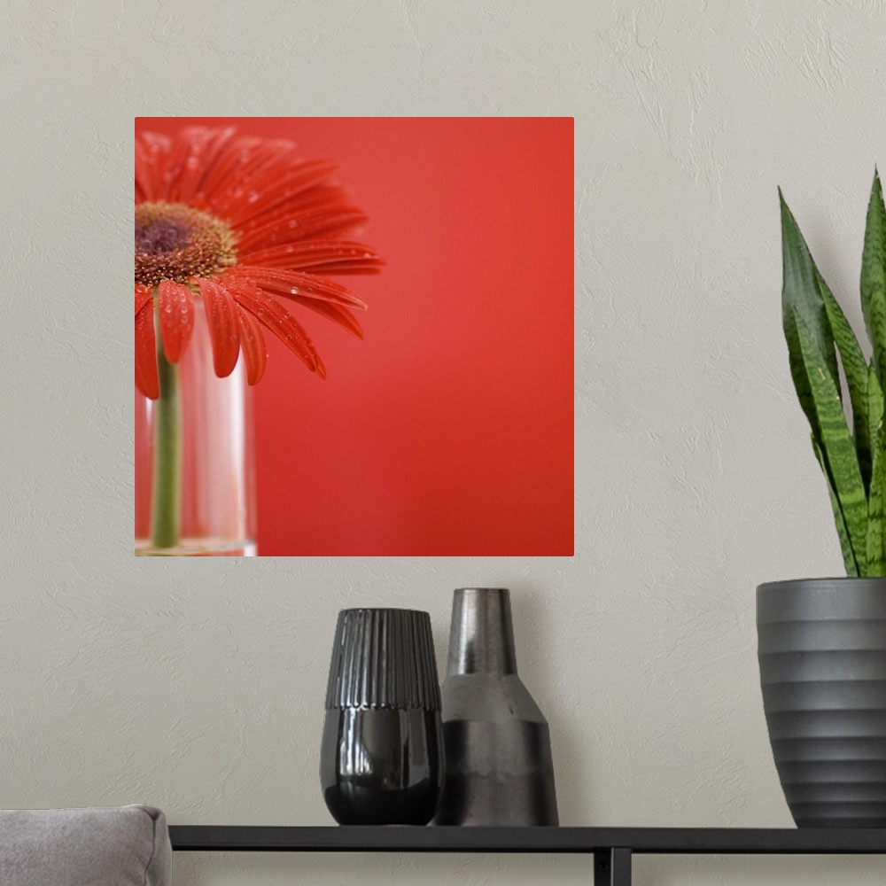A modern room featuring Red daisy in vase