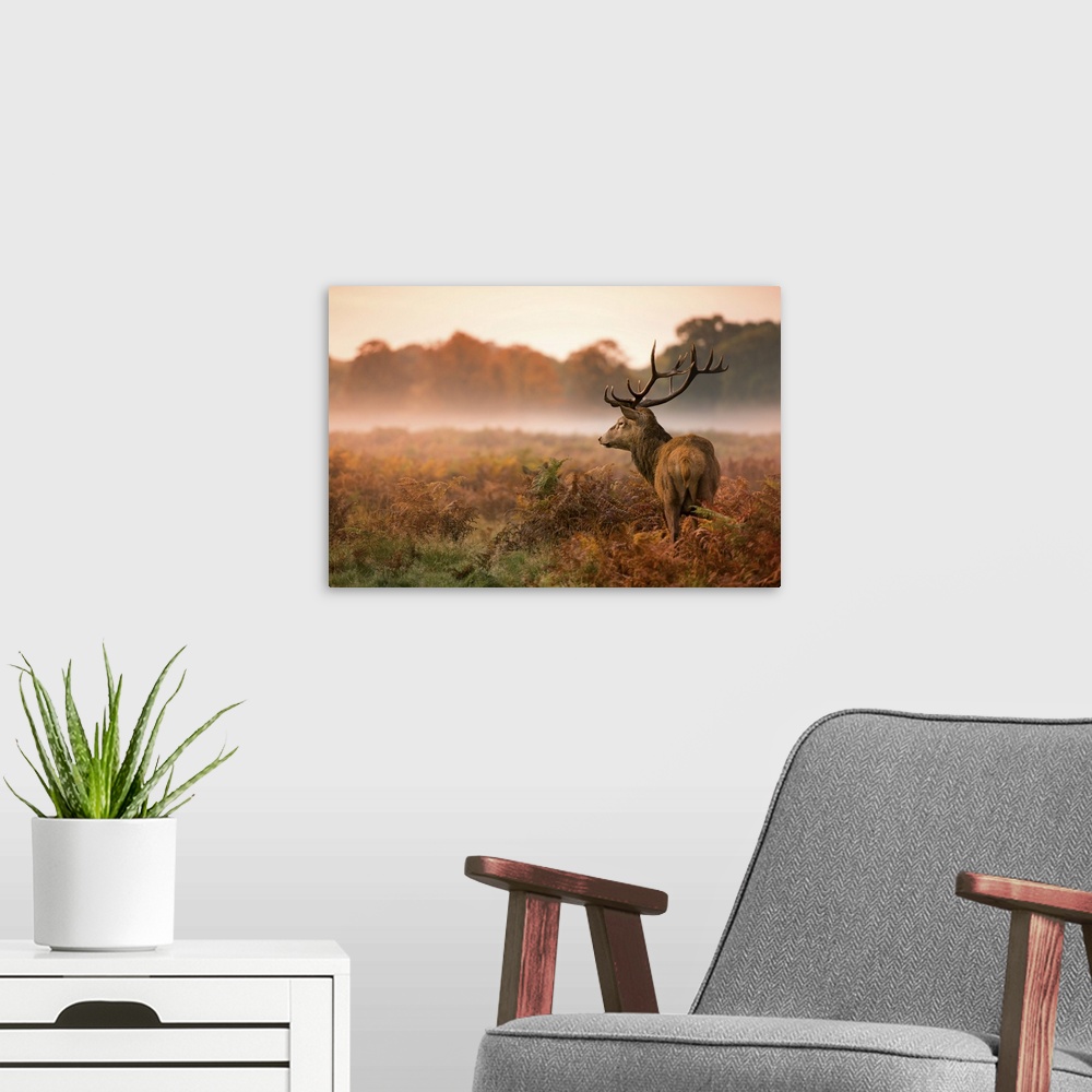 A modern room featuring Red deer stagon a foggy autumn morning in Richmond Park.
