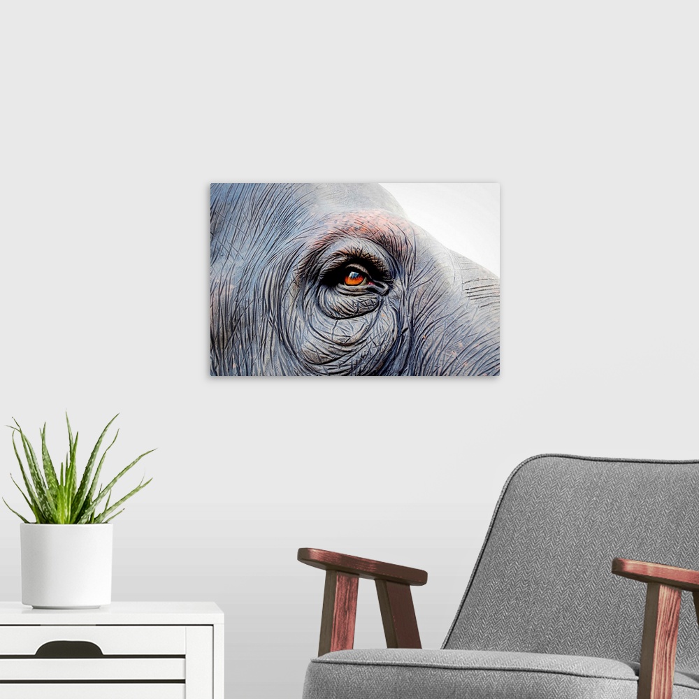 A modern room featuring Red eye of an elephant