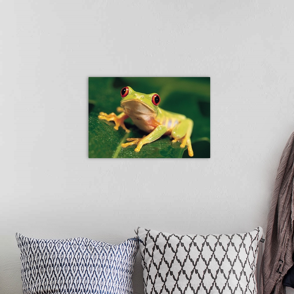 A bohemian room featuring Red eye tree frog