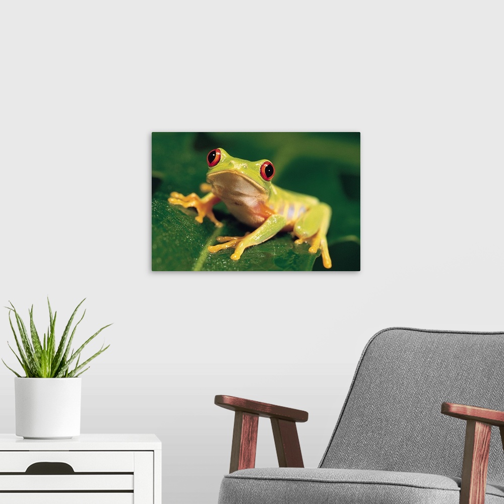 A modern room featuring Red eye tree frog