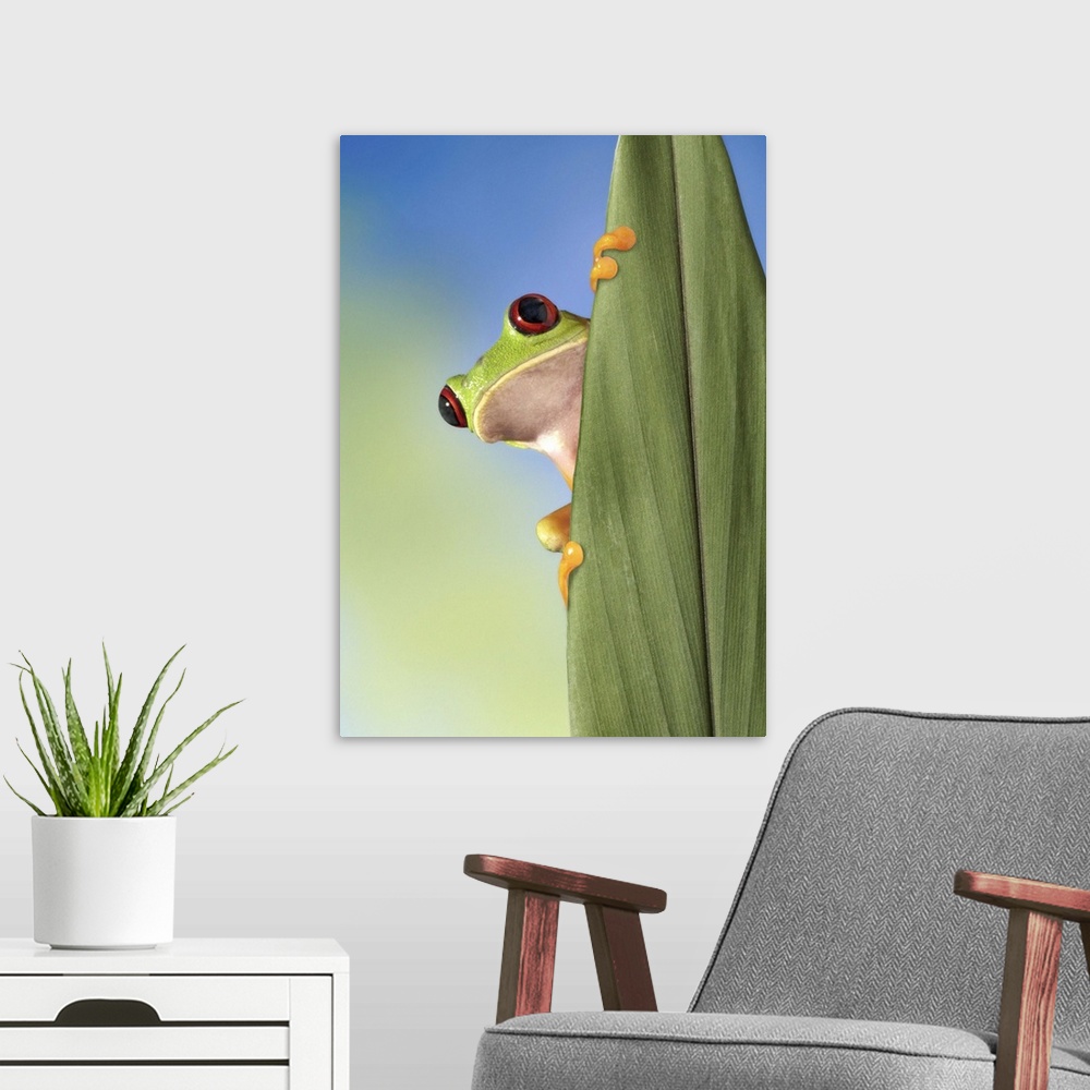 A modern room featuring Red Eyed Tre Frog Peeking From Behind a Leaf